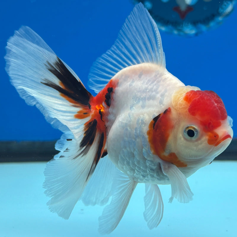 Thai Oranda Tri-Color Calico 3” Body Male(CK-621)R1B02