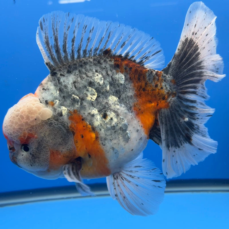 Thai Oranda JUMBO Sakura Orchid Tail 5.5” Body Male(CRP-CK-643)BLUETUB2