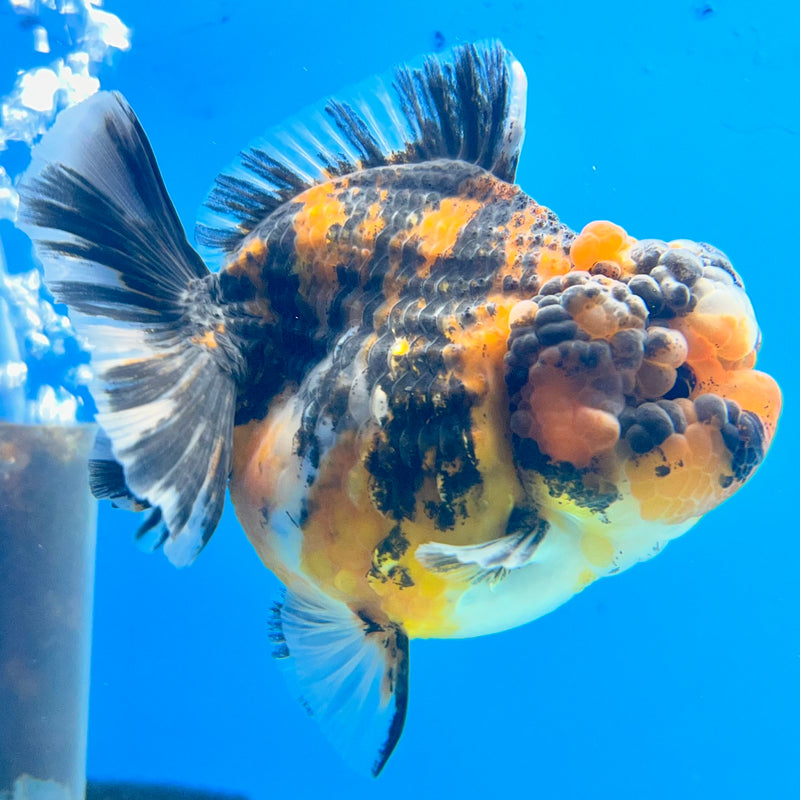 Thai Oranda Tri-Color Calico Tiger 3” Body Female(QGF-CK-1094)SHOWTANK