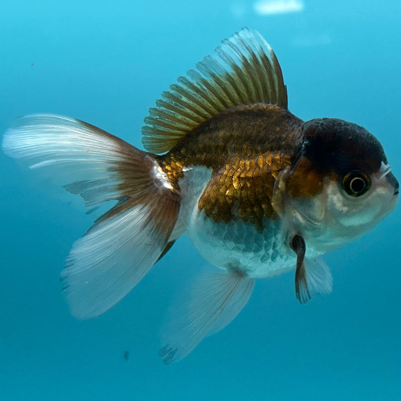 Thai Panda Oranda 2”Body Female (JCD-111)R4B06