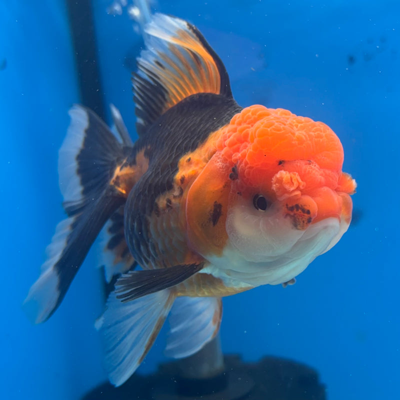 Thai Oranda Apache 3.5” Body Female(CK-906)R1BLUETUB4