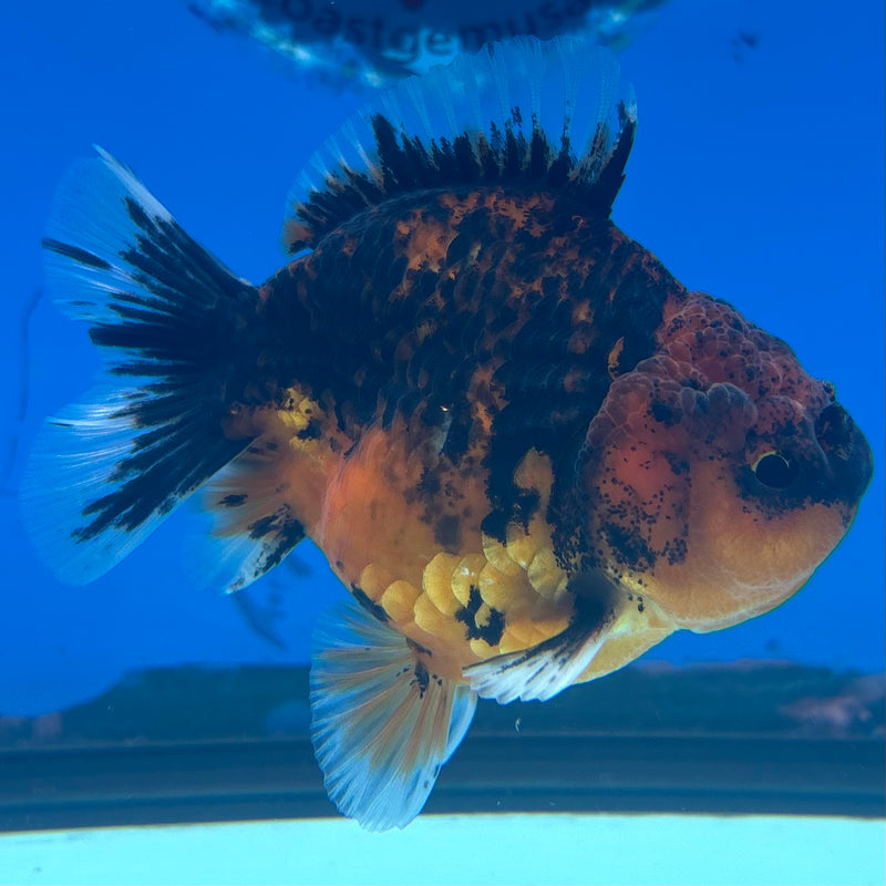 Thai Oranda SHOGUN 3” Body Male(CK-1161)R3A09