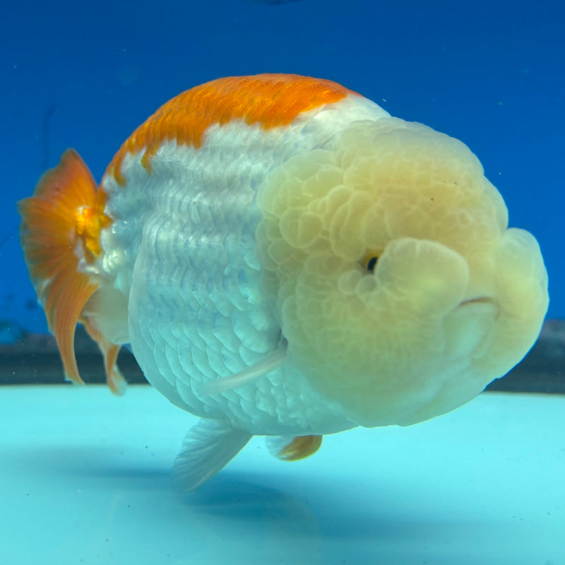 Thai Ranchu Red/White 4” Body Male(BIN-CK-1043)SHOWTANK2