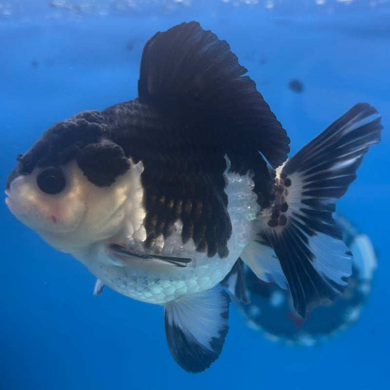 Thai Oranda Panda 3” Body Male(CK-1428)R3B18