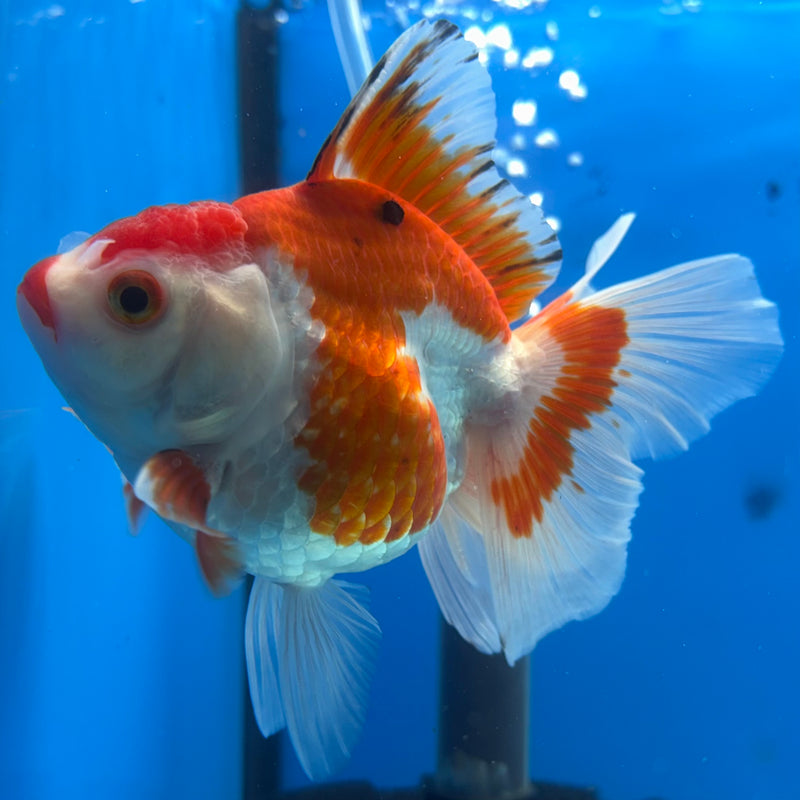 Thai Oranda Tri-Color 3” Body Female(CK-1200)SHOWTANK