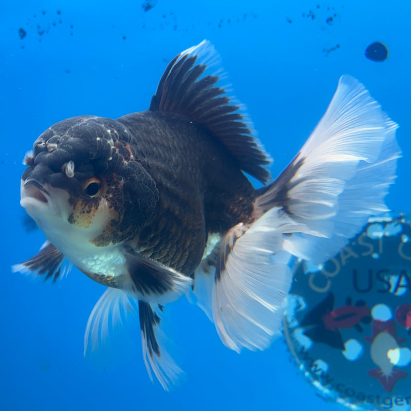 Thai Oranda Tri-Color 3.5” Body Male(BIN-CK-1058)SHOWTANK2