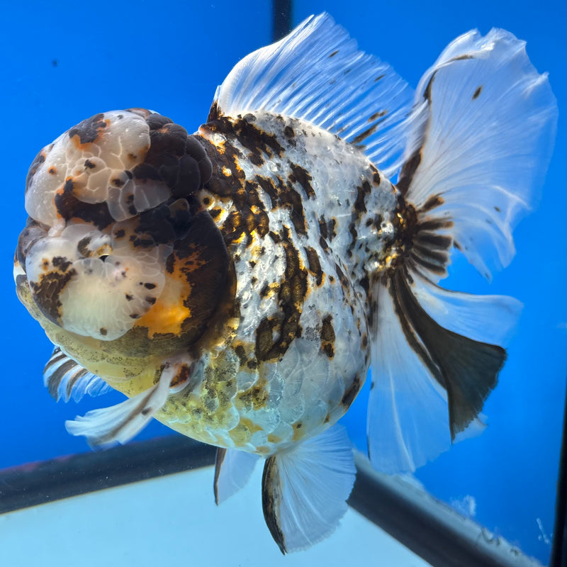 Thai Oranda Tri-Color Calico Tiger RoseTail 4.5” Body Female(NKT-CK-1031)SHOWTANK2