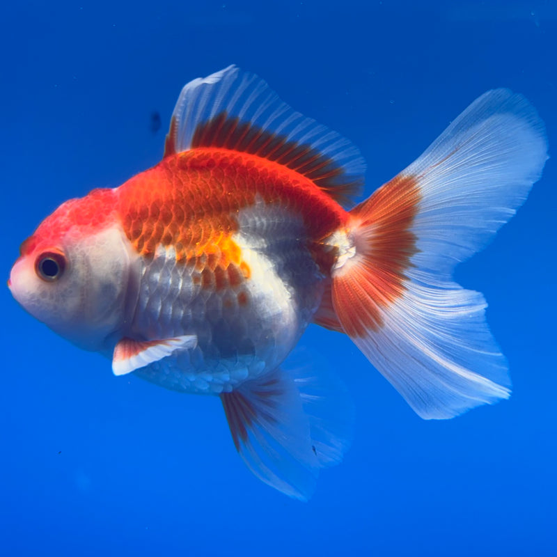 Thai Oranda Red/White 2.5” Body Male(CK-998)R3B20