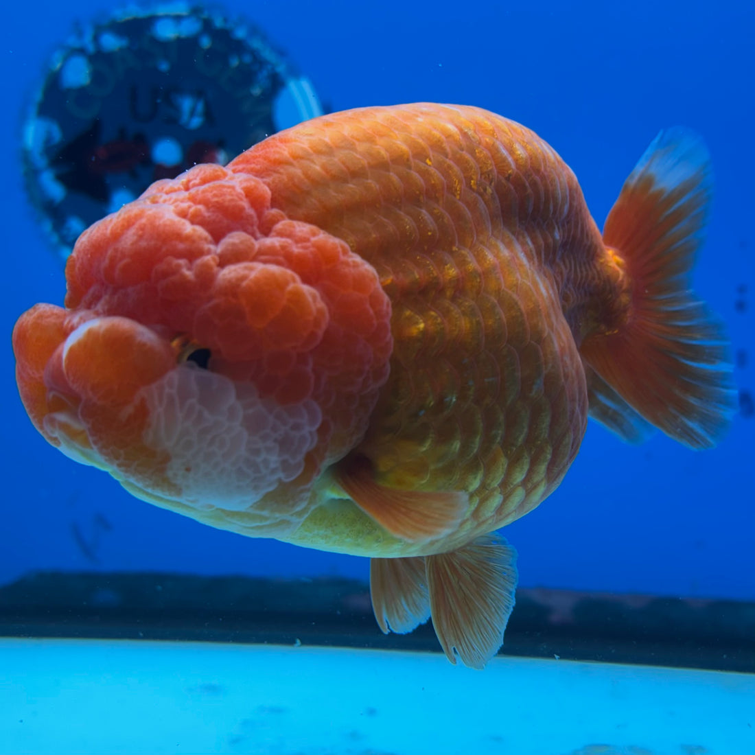 Thai Ranchu JUMBO Full Red 4.5” Body Female(CK-1315)SHOWTANKB