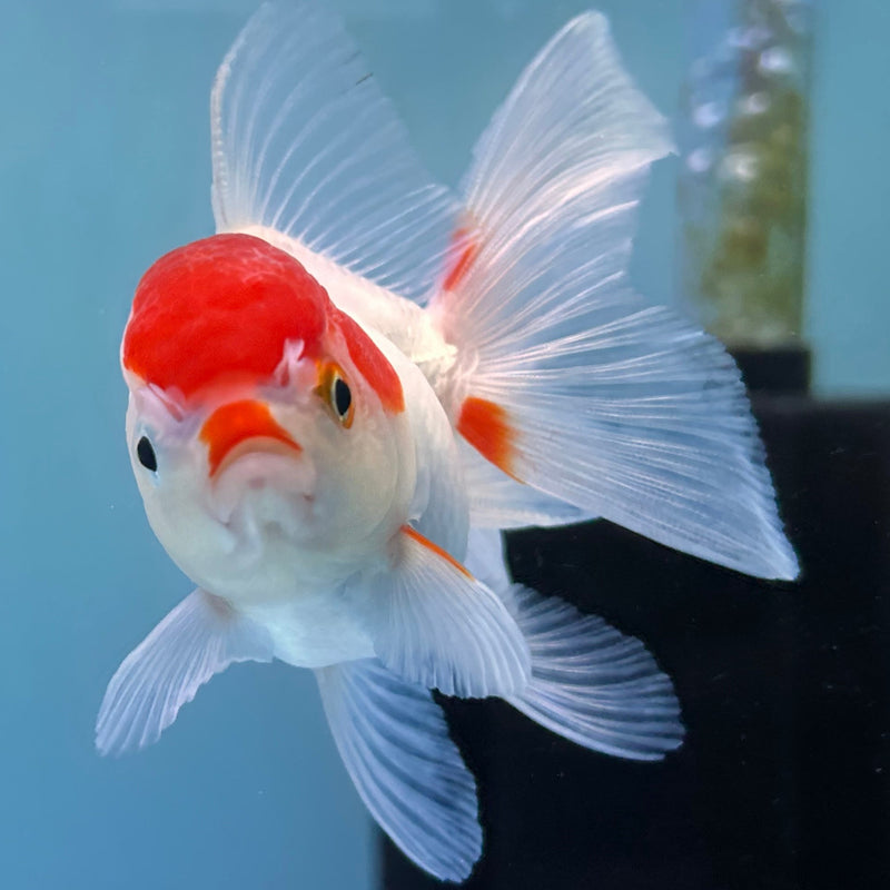 Thai Red-Cap Oranda 2“ Body Female (JCD-134)R4B12