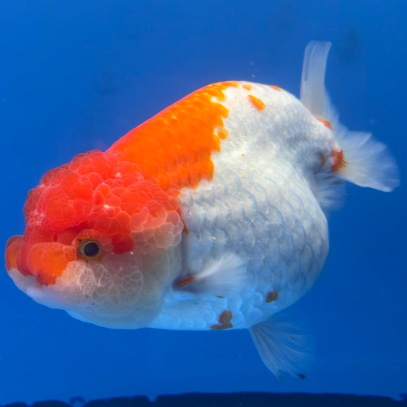 Thai Jumbo Ranchu Red/White 4.5” Body Female(CK-779)SHOWTANK