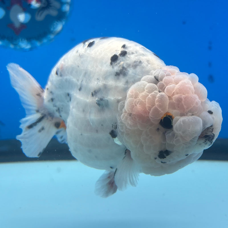 Thai Ranchu JUMBO Calico 4.5” Body Female(BIN-CK-1048)SHOWTANK2