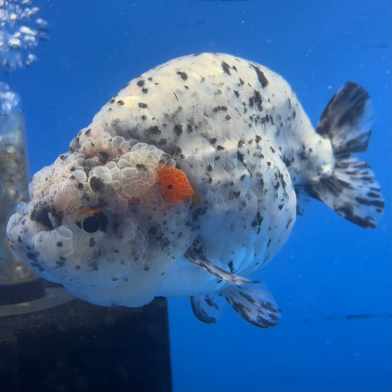 Thai Super Jumbo Calico Ranchu 6” Body Male(CK-CRP-JO1132)