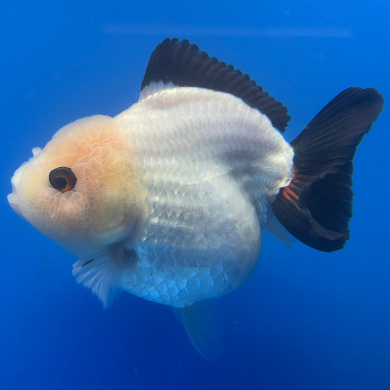 Thai Premium Oranda Yuanbao Panda 4” Body Female(CK-768)R1BlueTub4