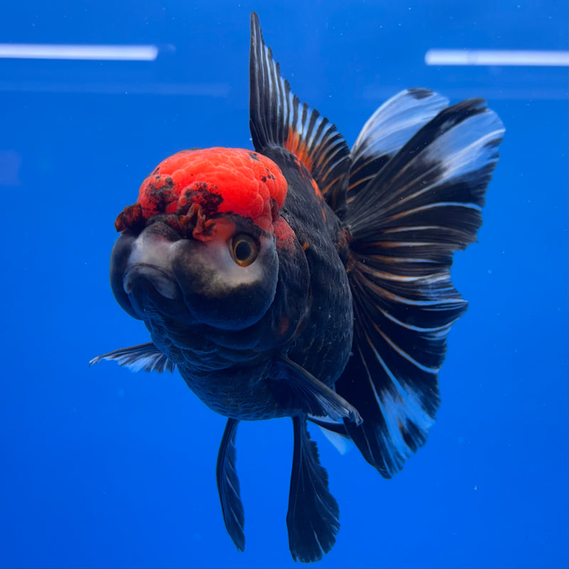 Thai Oranda JUMBO Tri-Color/Apache 4” Body Female(QGF-CK-1320)BLUETUB1