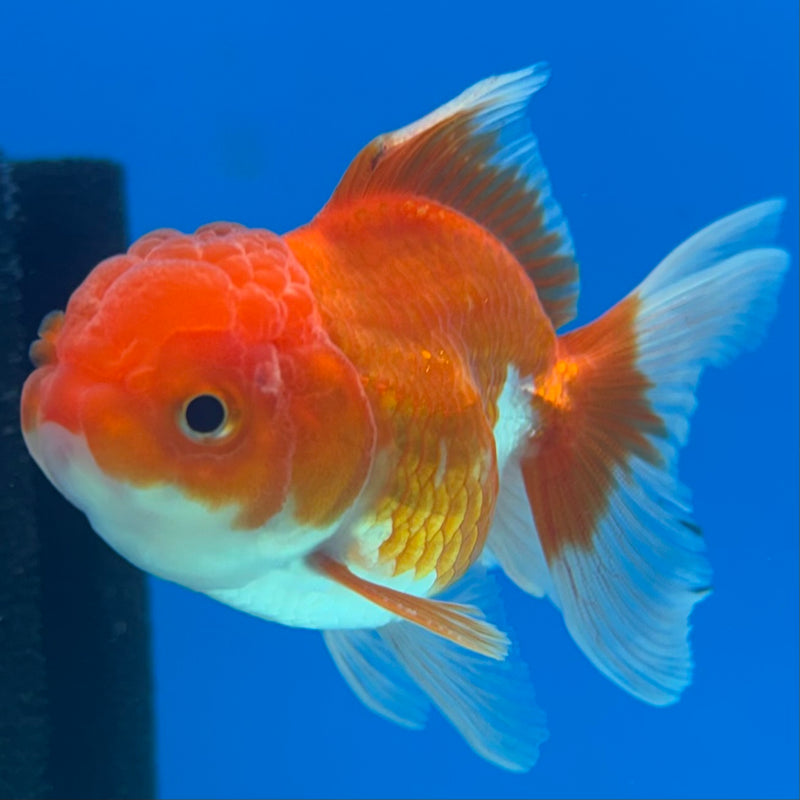 Thai Oranda Red/White 2” Body Male(CK-1277)R3B04