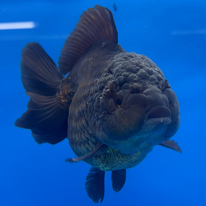 Thai Oranda JUMBO Full Black 4” Body Male(QGF-CK-1341)BLUETUB1