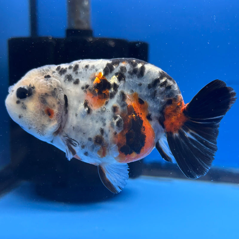 Thai Ranchu Tri-Color Calico 3.5” Body Male(CK-950)R2C03