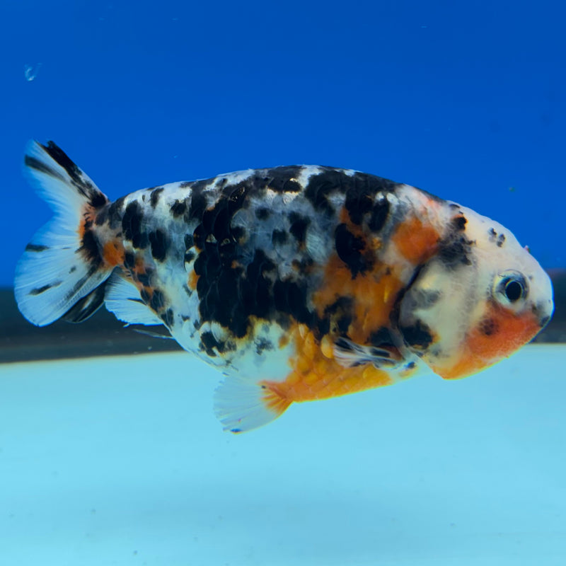 Thai Ranchu Calico 3” Body Male(CK-1386)R1A09