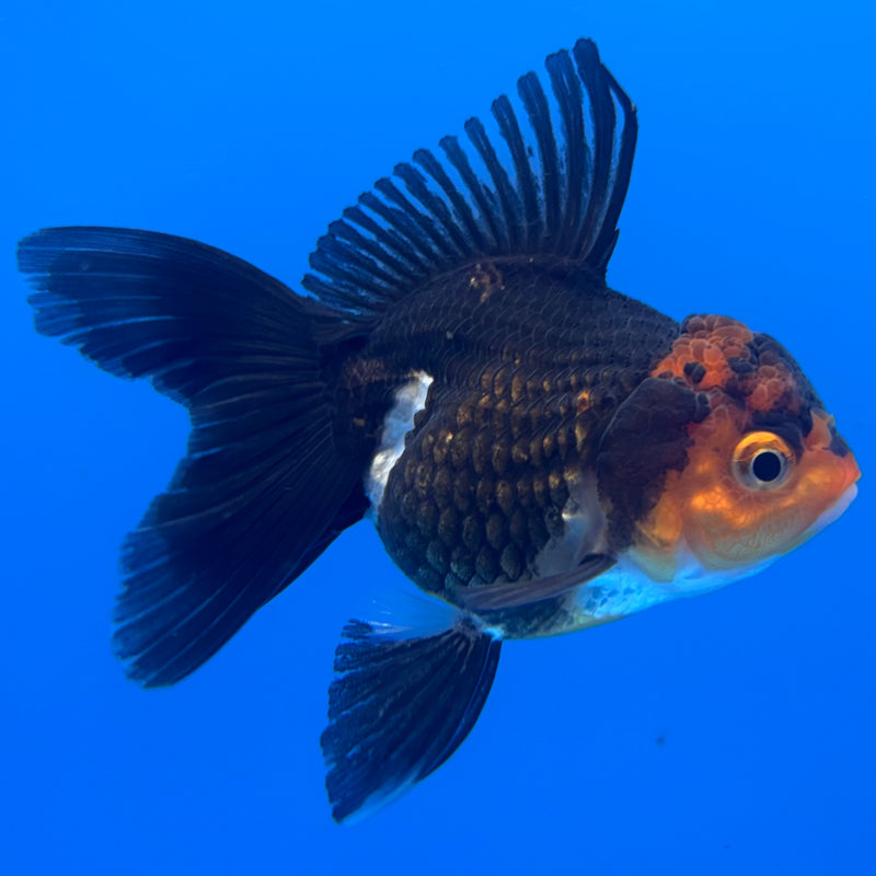 Thai Oranda Tri-Color 2” Body Female(CK-1302)R3B16
