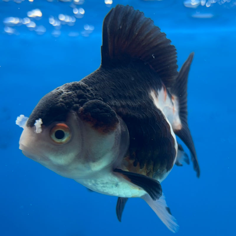 Thai Oranda NOK Tri-Color 2.5” Body Female(NOK-CK-1191)R3B14