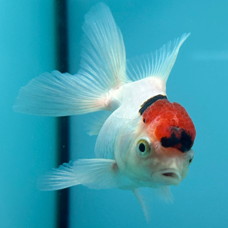 Thai White Red Cap Oranda 2”Body Female (JCD-107)R4B04