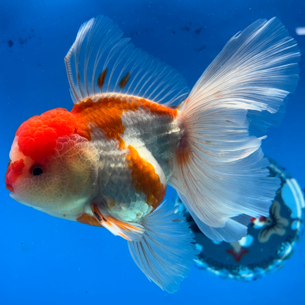 Thai Oranda Red/White 3.5” Male(CK-1624)R2A07