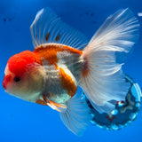 Thai Oranda Red/White 3.5” Male(CK-1624)R2A07