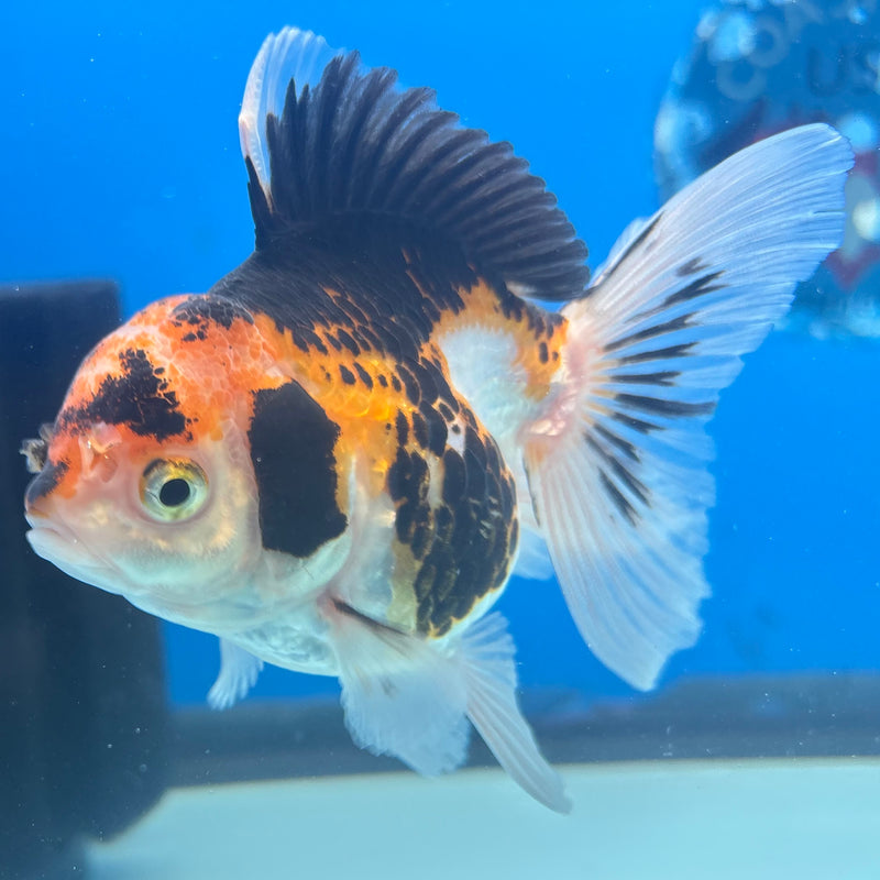 Thai Oranda Apache 2.5” Body Female(CK-903)R3B14