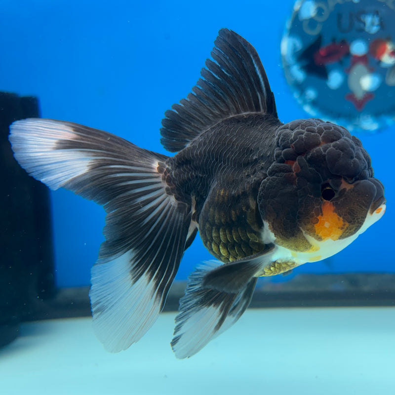 Thai Oranda Apache 2.5” Body Male(CK-982)R3B08
