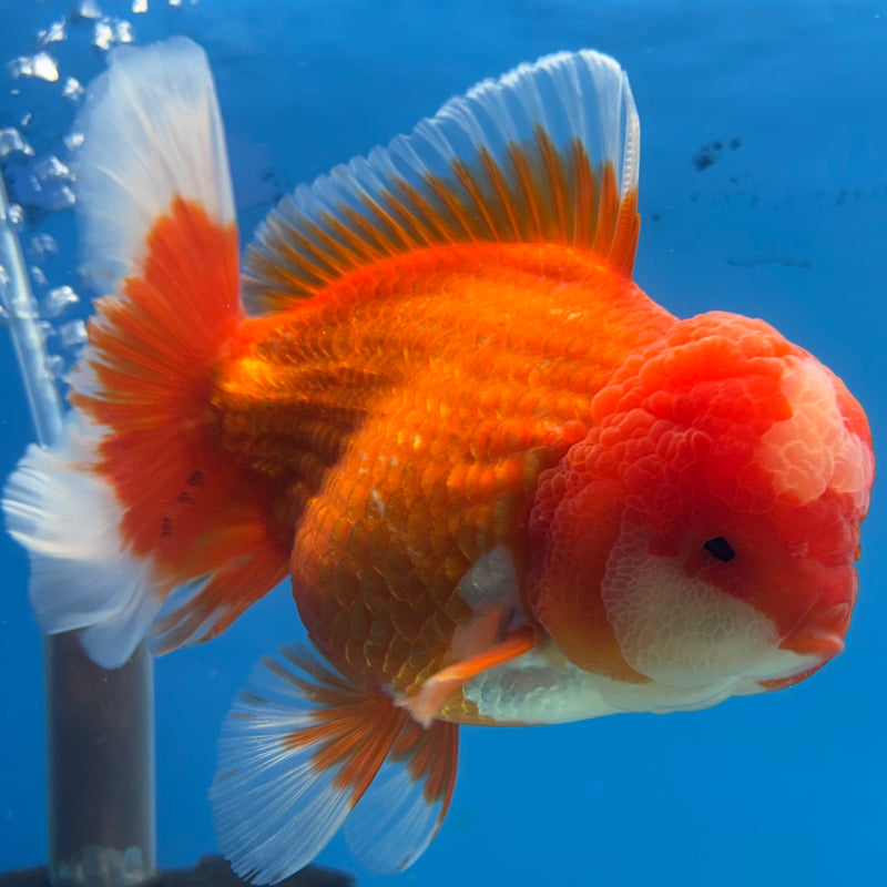 Thai Jumbo Oranda Red/White 4.5” Body Female(CRP-CK-1084)BLUETUB2