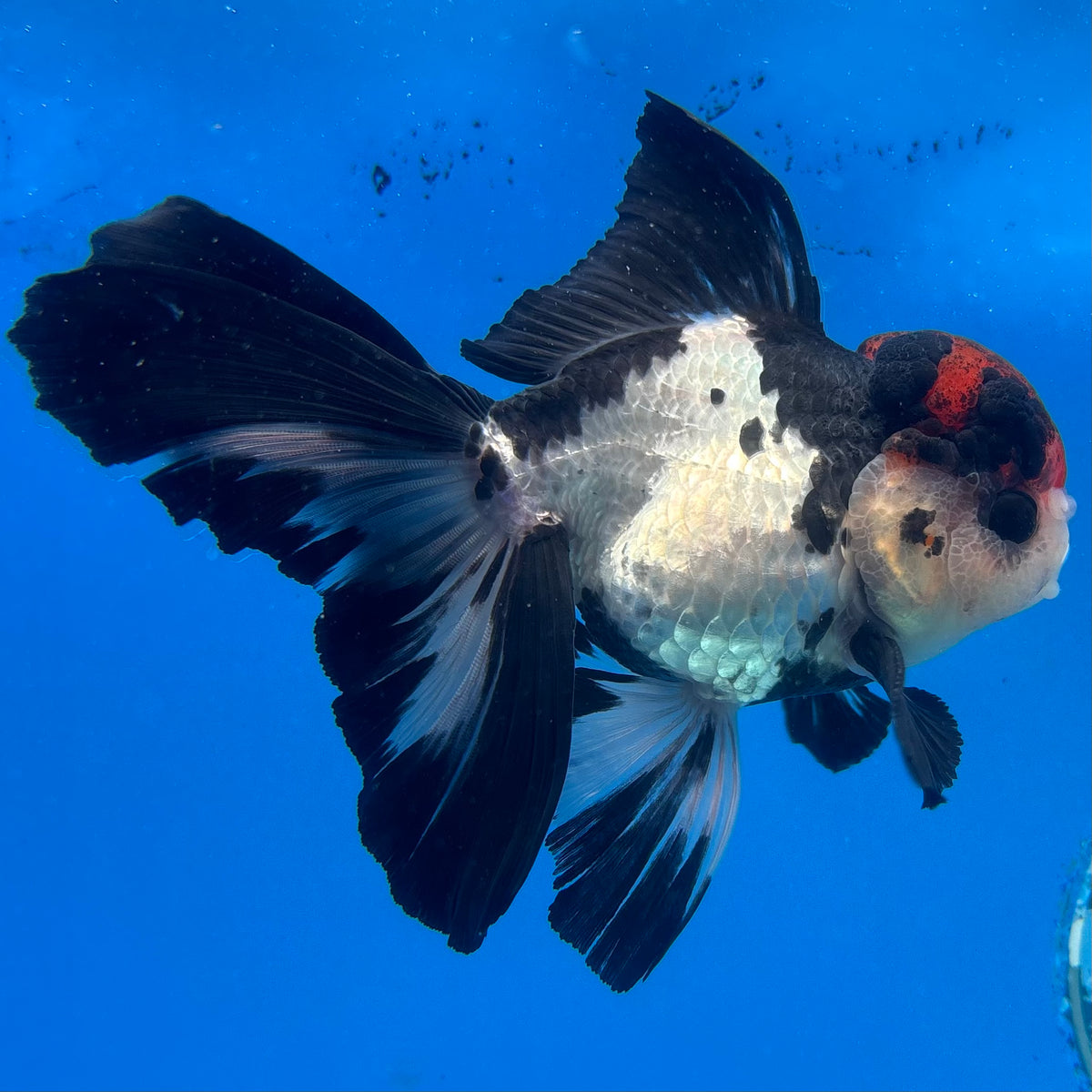 Thai Oranda Tri-Color 3.5” Male(CK-1626)R2A07
