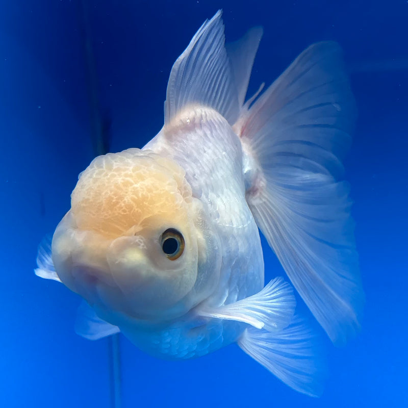 Thai Oranda All White 4” Body Female(CK-809)R1A01