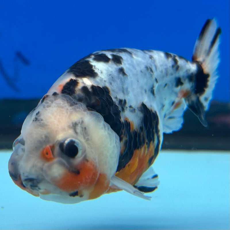 Thai Ranchu Calico 3” Body Male(CK-1386)R1A09