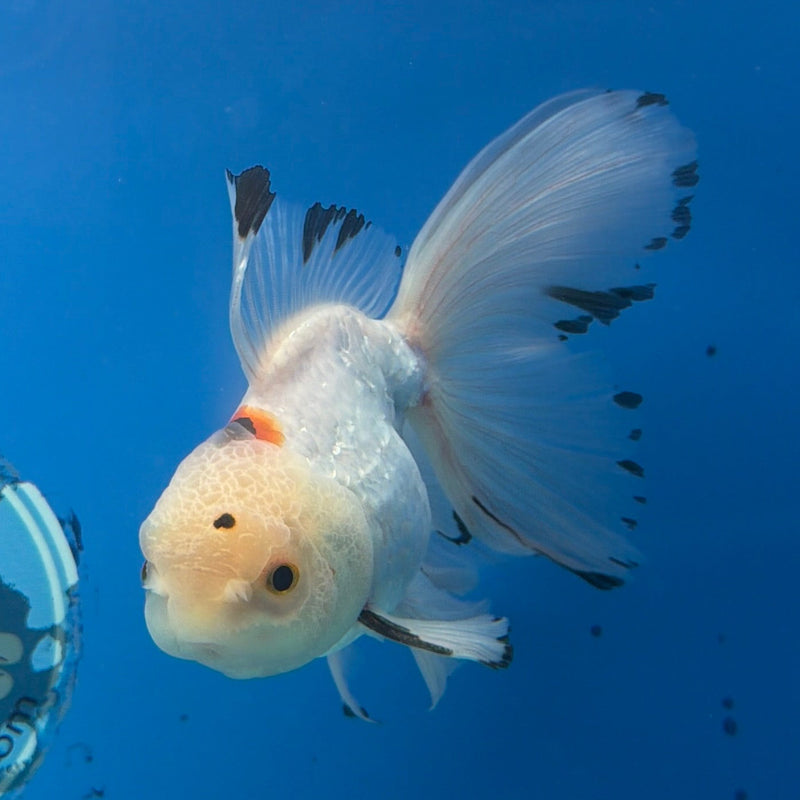Thai Oranda Lemonhead Tri-Color 3in Female (FEB-296)R2B06