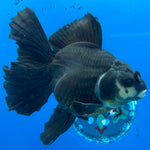 Thai Oranda JUMBO Panda 4” Body Female(CK-1553)BLUETUB-A