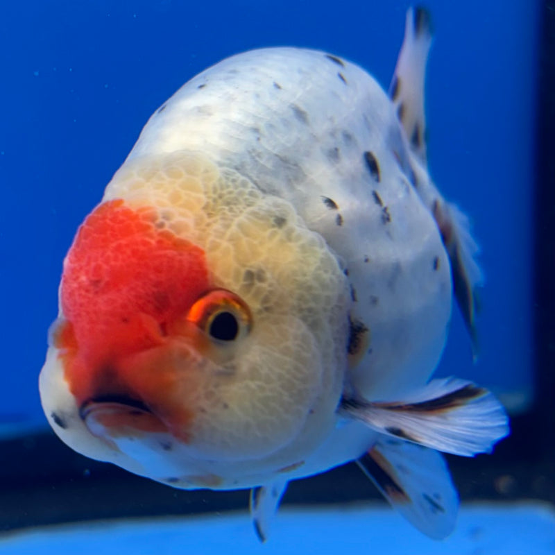 Thai Ranchu Tri-Color Calico 3.5” Body Male(CK-946)R2C03