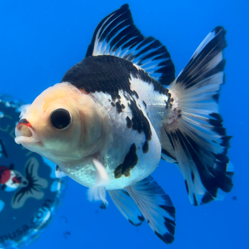 Thai Oranda Panda 3” Body Male(CK-1401)R1B09