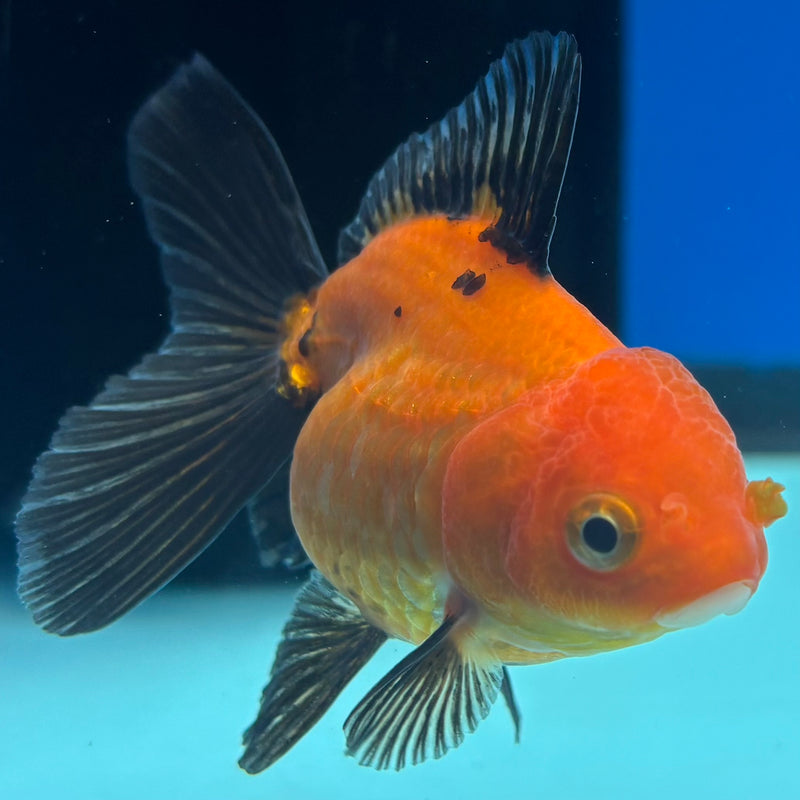 Thai Oranda Apache 2” Body Female(CK-1270)R3B06