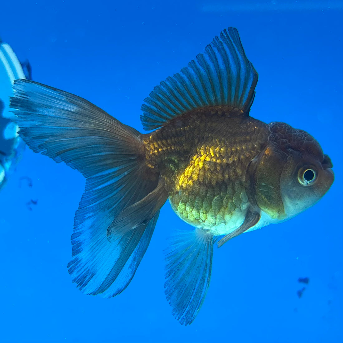 Thai Oranda Panda 2.5” Female (CK-1557)R3A12