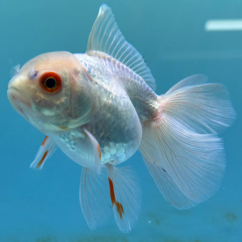 Thai White Oranda 2.5“ Body Female (JCD-145)R4B14