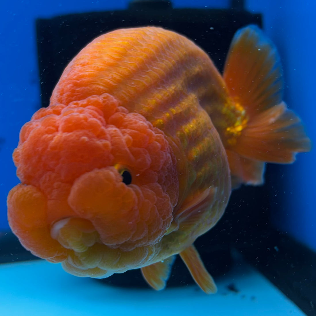 Thai Ranchu JUMBO Red/White 4” Body Male(CK-1554)BLUETUB-A