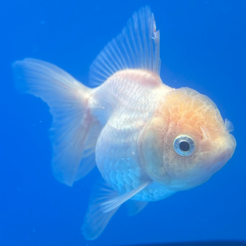Thai Oranda Full White 2.5” Body Female(CK-1254)R3B08