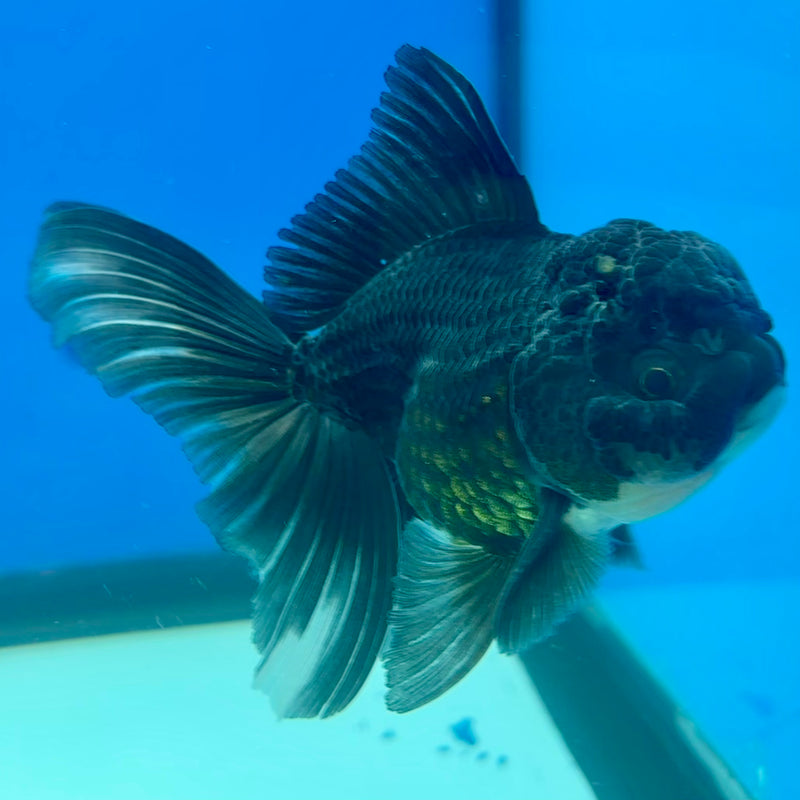 Thai Oranda NOK Black Panda 2.5” Body Male(NOK-CK-1181)R3B16