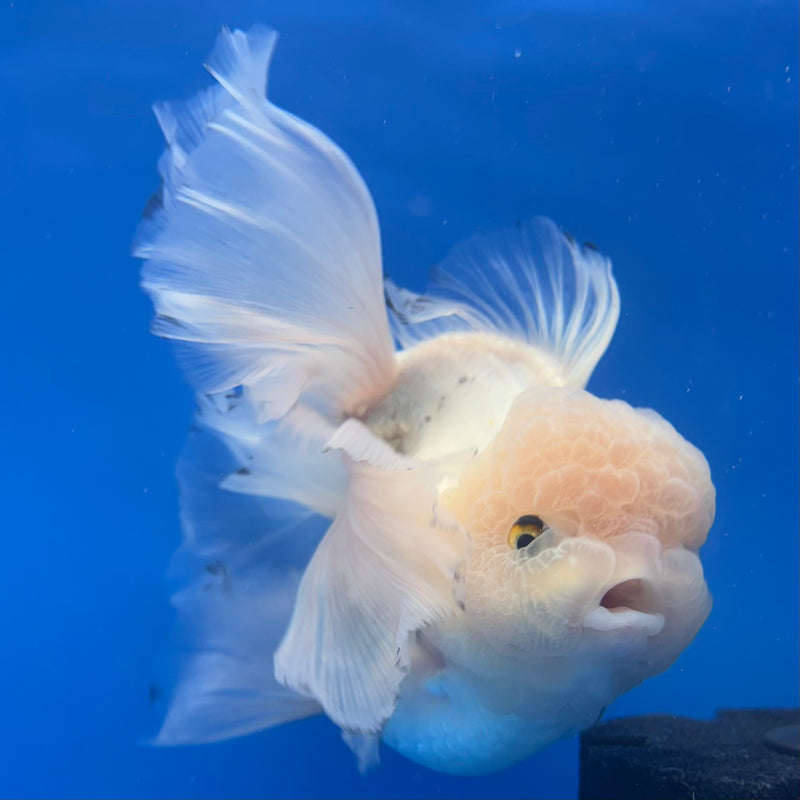 Thai Oranda AA JUMBO Panda 4” Body Female(AA-CK-1358)R1BLUETUB3