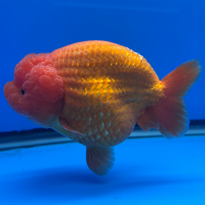 Thai Ranchu JUMBO Full Red 4.5” Body Female(CK-1319)SHOWTANK2