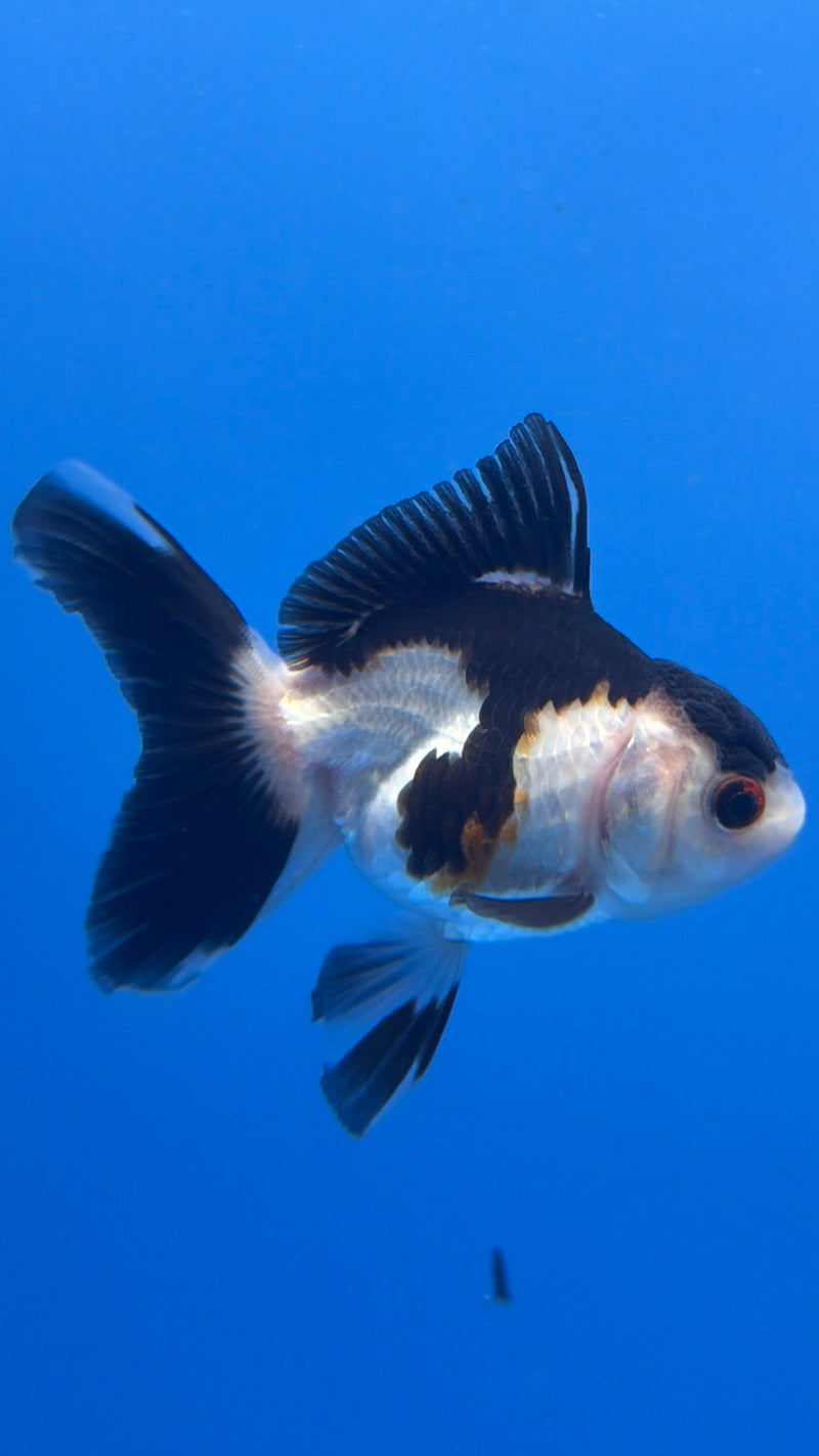 Thai Oranda Panda 2.5” Female (FEB-275)R3A09