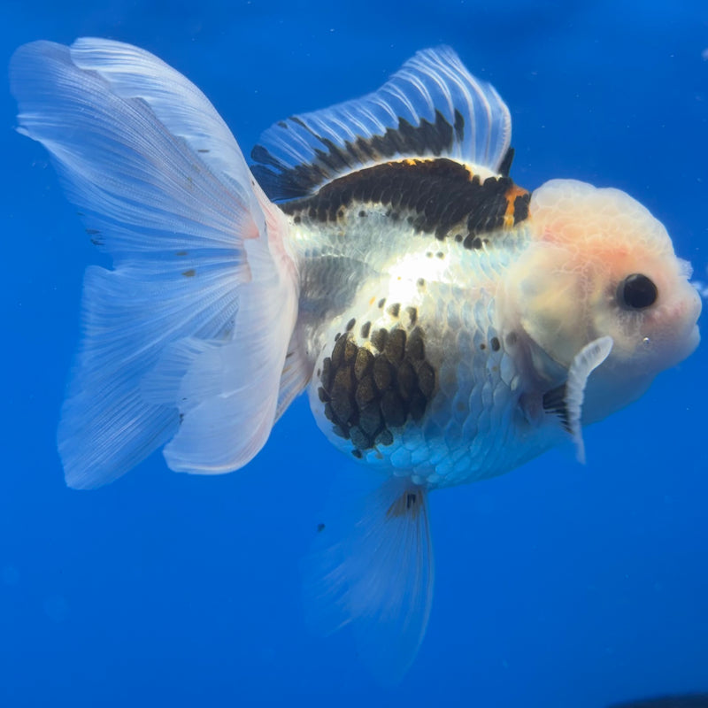 Thai Oranda Tri-Color 3” Body Female(CK-1377)R1B11
