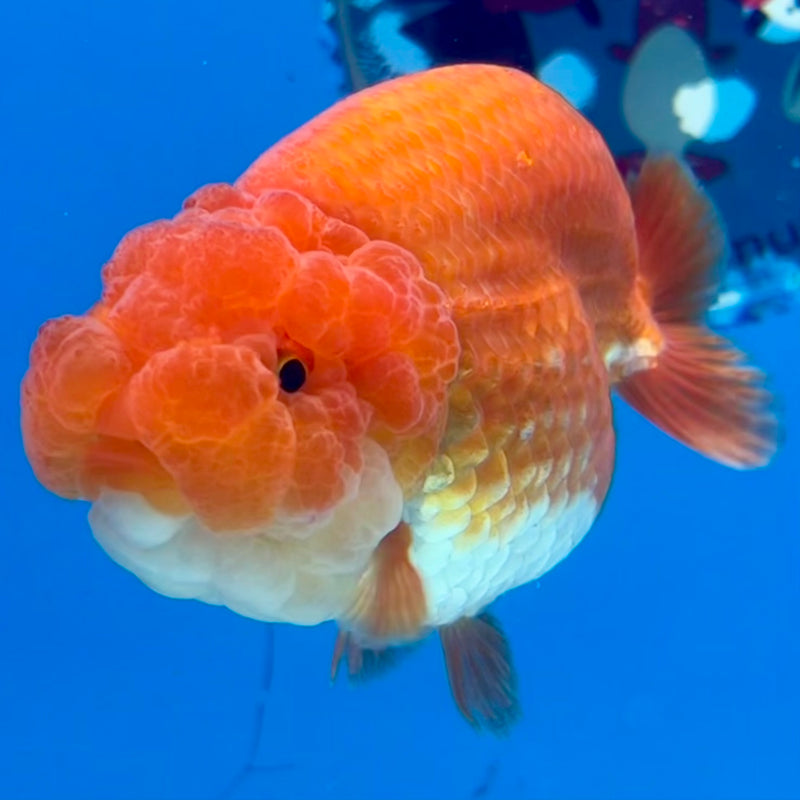 Thai Ranchu Red/White 3.5” Body Male(CK-1131)R1A07