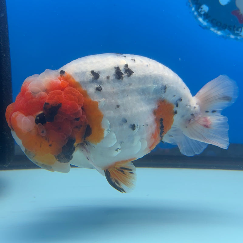 Thai Ranchu JUMBO Calico 4.5” Body Male(BIN-CK-1051)SHOWTANK2
